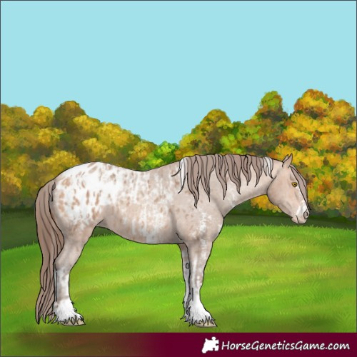 Horse Color:Amber Champagne Sabino Tobiano Appaloosa  and Amber Champagne Sabino Tobiano Appaloosa 