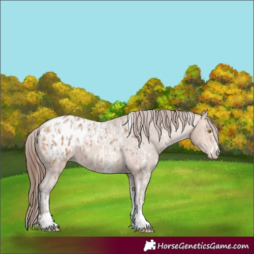 Horse Color:Amber Champagne Sabino Tobiano Blanket  and Amber Champagne Sabino Tobiano Varnish 
