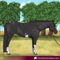 Horse Color:Smoky Black Tobiano 