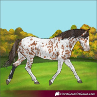 Horse Color:Bay Splash Tobiano Near Leopard  and Bay Splash Tobiano Near Leopard 