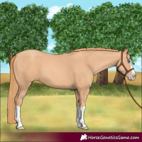Horse Color:Gold Champagne Splash 