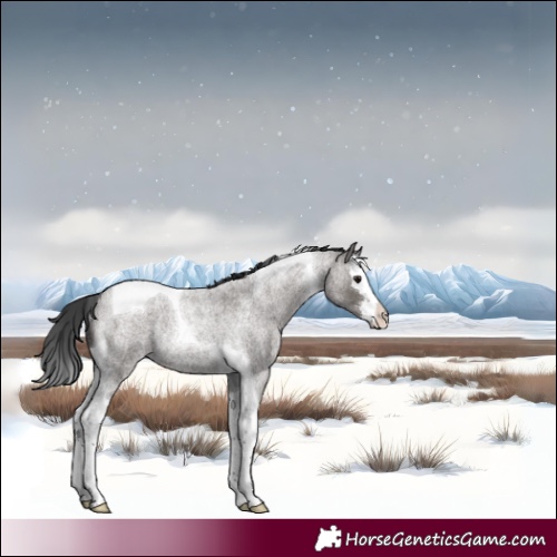 Horse Color:Grullo Roan Splash Tobiano Rabicano 