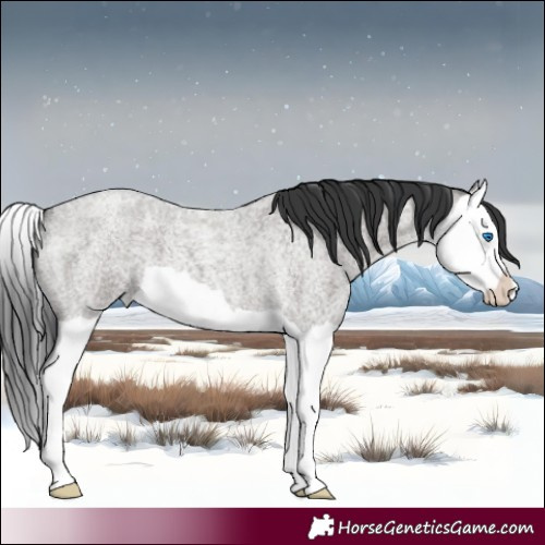 Horse Color:Grullo Roan Splash 