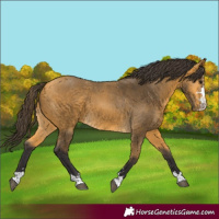 Horse Color:Buckskin