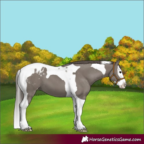 Horse Color:Grullo Splash Tobiano Blanket 