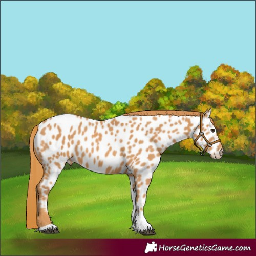 Horse Color:Chestnut Tobiano Appaloosa 