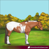 Horse Color:Bay Tobiano Near Fewspot