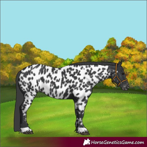 Horse Color:Black Appaloosa 