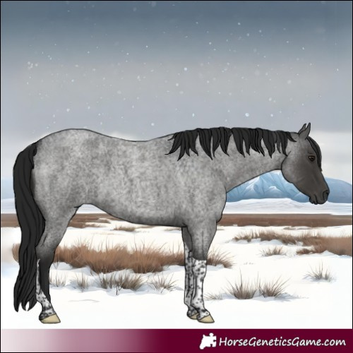 Horse Color:Gray Smoky Blue Roan Tobiano 