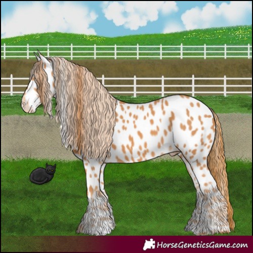 Horse Color:Chestnut Leopard 