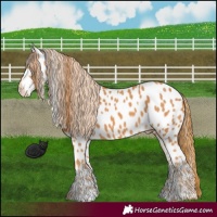 Horse Color:Chestnut Appaloosa 