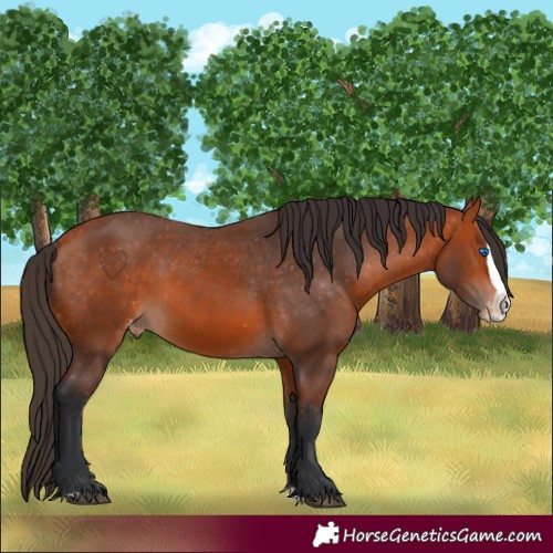 Horse Color:Bay Splash Appaloosa 