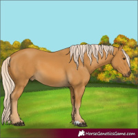 Horse Color:Palomino 