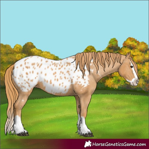 Horse Color:Chestnut Splash Appaloosa 