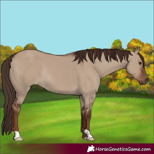 Horse Color:Liver Red Dun Rabicano 