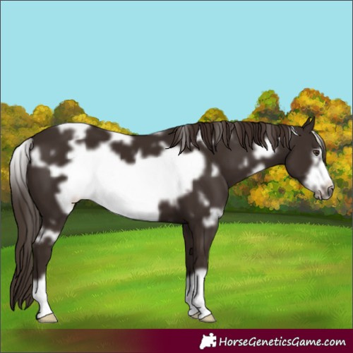 Horse Color:White Spotted Liver Chestnut Frame 