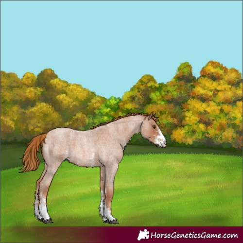 Horse Color:Red Roan Sabino 