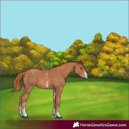 Horse Color:Chestnut Sabino 