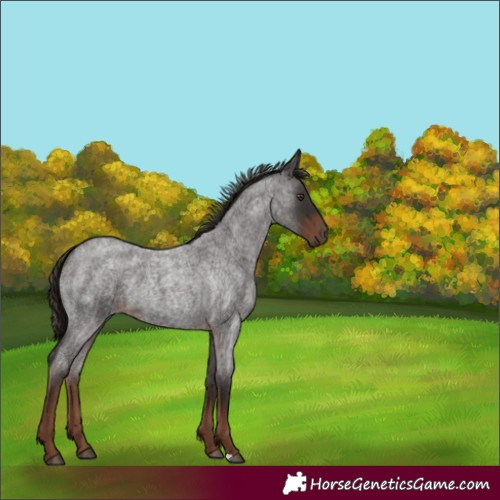 Horse Color:Liver Red Roan 