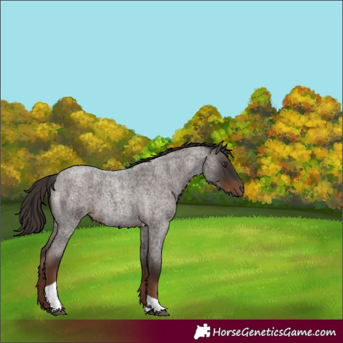 Horse Color:Liver Red Roan Tobiano 