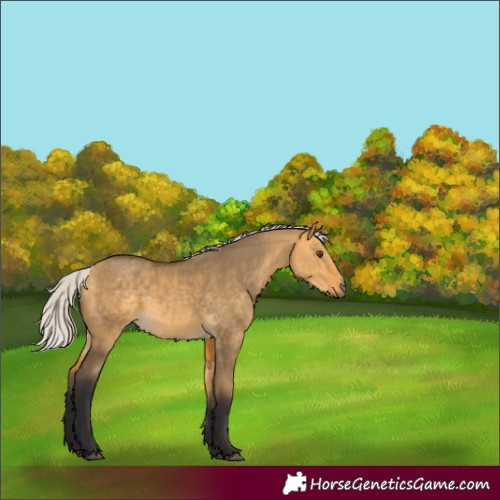 Horse Color:Silver Buckskin Dun 