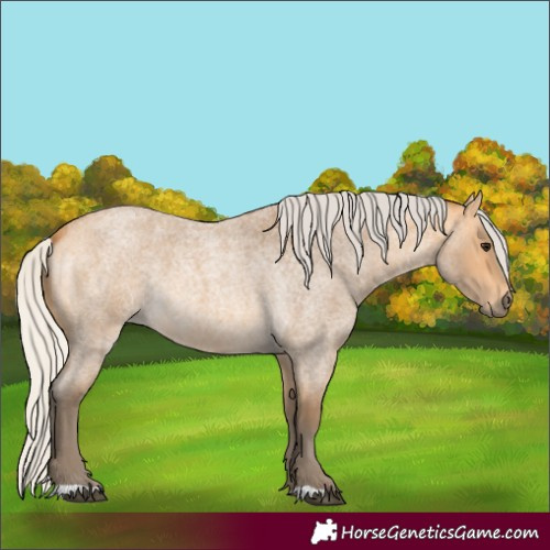 Horse Color:Silver Buckskin Roan 