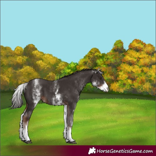 Horse Color:White Spotted Liver Chestnut 