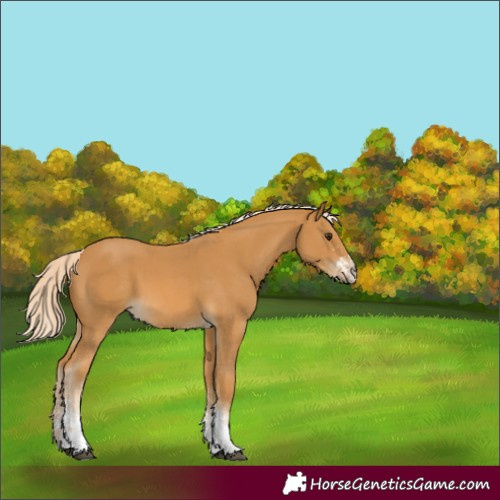 Horse Color:Palomino Sabino 