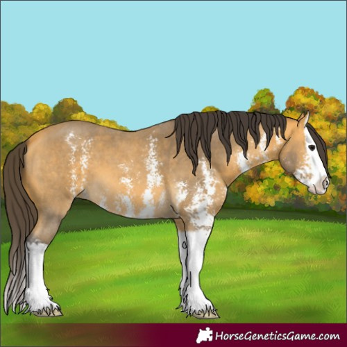 Horse Color:Buckskin Sabino Splash 