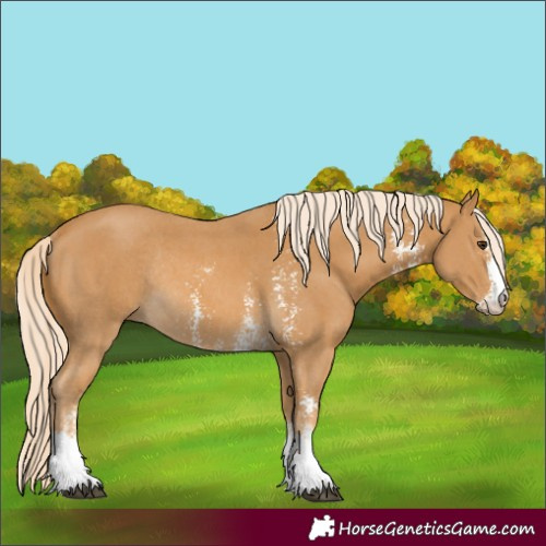 Horse Color:Palomino Sabino Rabicano 