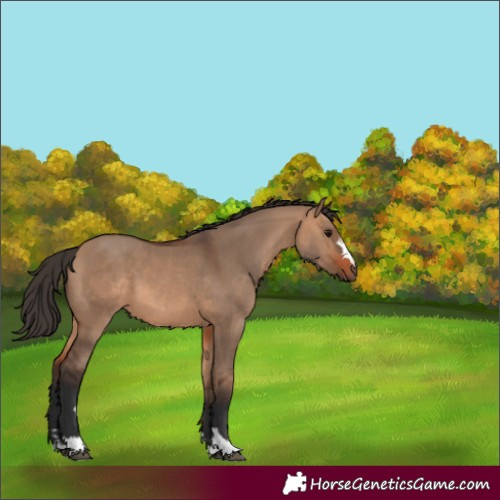 Horse Color:Bay Dun 