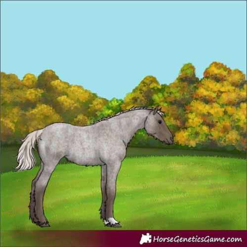 Horse Color:Silver Blue Roan 