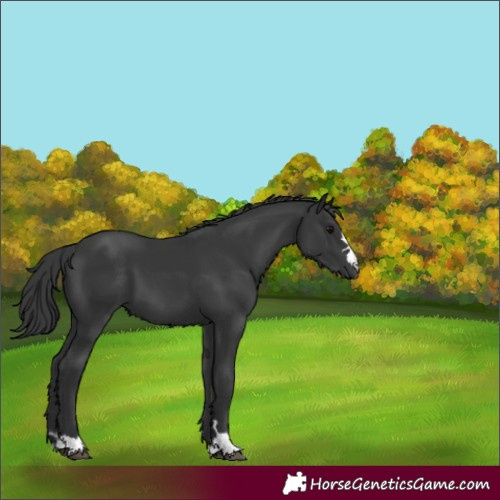 Horse Color:Black 