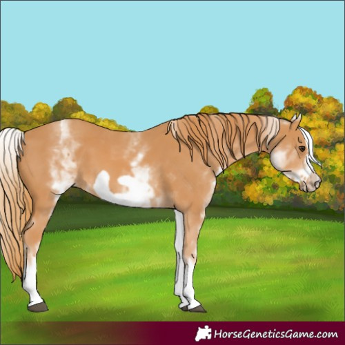 Horse Color:White Spotted Chestnut Frame 
