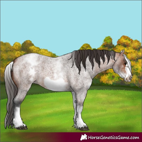 Horse Color:White Spotted Bay Roan Frame