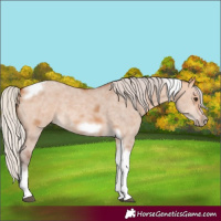 Horse Color:Silver Bay Dun Sabino Tobiano Frame Rabicano