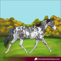 Horse Color:White Spotted Black Sabino 