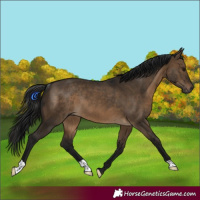Horse Color:Gray Brown Dun Rabicano 