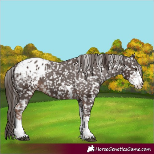 Horse Color:Liver Chestnut Sabino Tobiano Appaloosa 