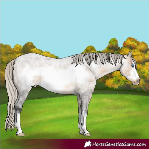 Horse Color:Silver Buckskin Roan Sabino Frame Rabicano 