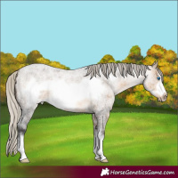Horse Color:Silver Buckskin Roan Sabino Frame Rabicano