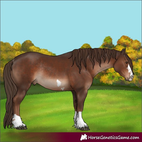 Horse Color:Liver Chestnut Rabicano