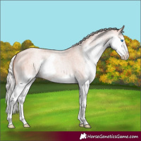 Horse Color:Silver Classic Champagne Roan Splash 