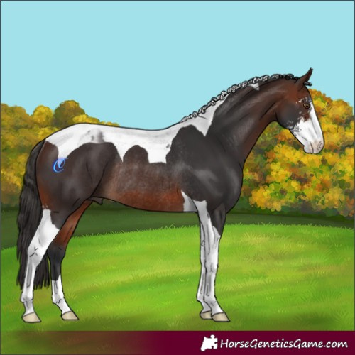 Horse Color:Brown Sabino Tobiano Rabicano 