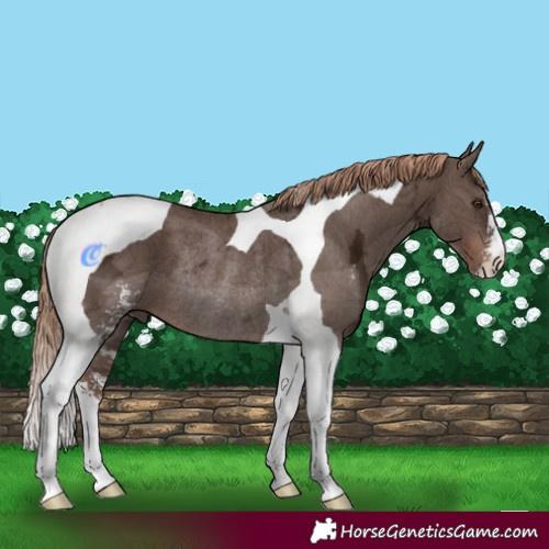 Horse Color:Liver Chestnut Ice Sabino Tobiano Rabicano