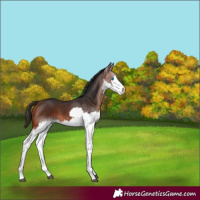 Horse Color:Bay Splash 