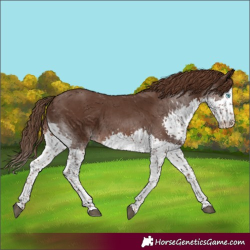 Horse Color:Liver Chestnut Splash Tobiano 