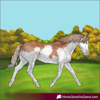 Horse Color:Chestnut Splash 
