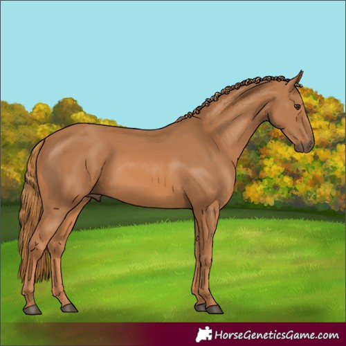 Horse Color:Chestnut 