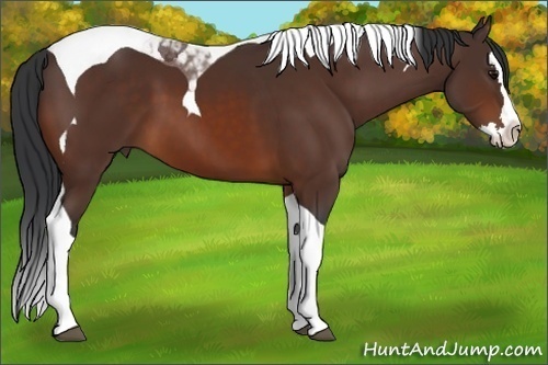 Horse Color:Bay Sabino Splash Tobiano 
